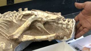 Preparing Dinosaur Fossils Inside AMNH
