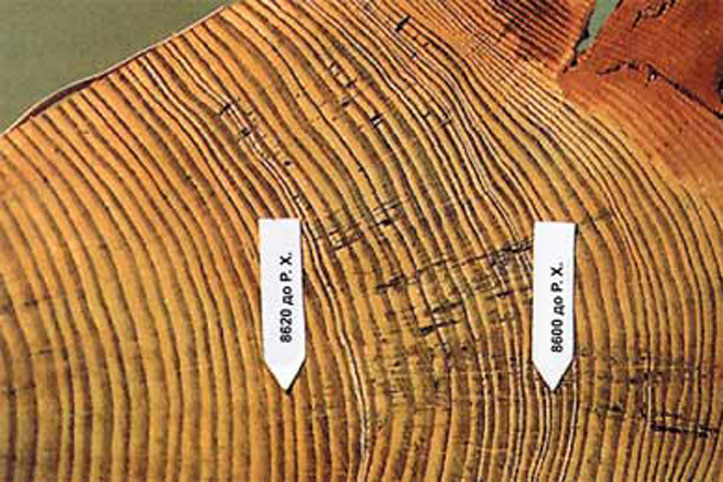 Дендрохронология - наука посвященная исследованию годичных колец древесины