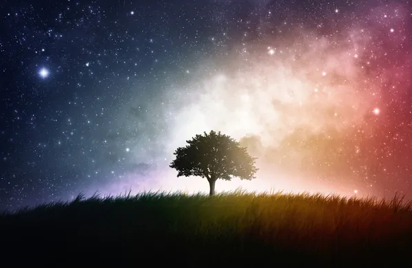 Одно дерево космический фон — стоковое фото