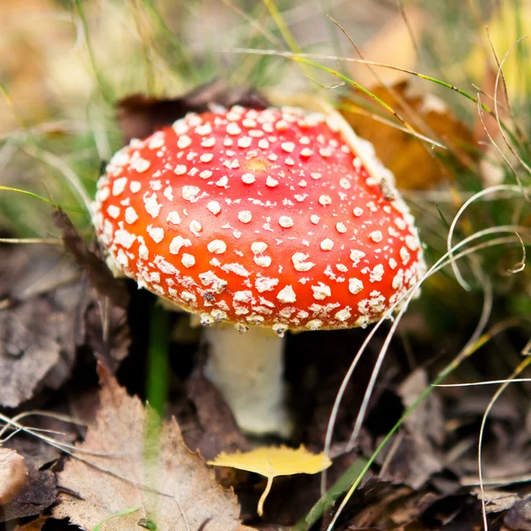 Ядовитый гриб в осеннем лесу — стоковое фото