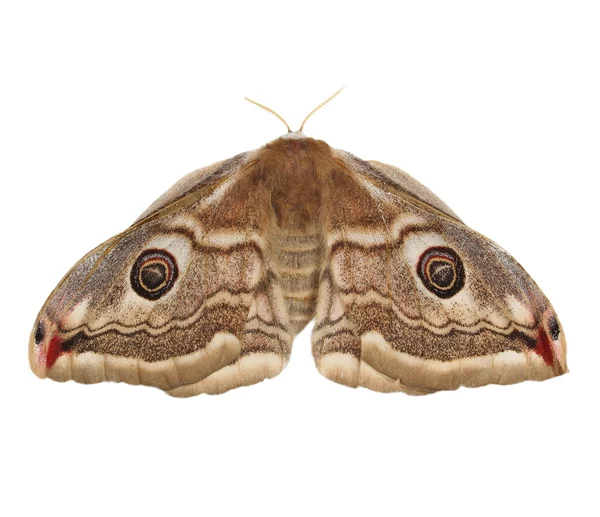 Emperor Moth (Павлиноглазка) девушки, изолированные на белом фоне — стоковое фото