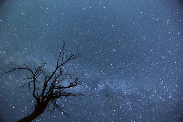 Ночное небо дерево силуэт — стоковое фото