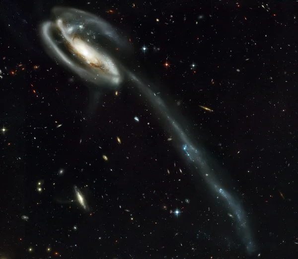 Головастик — зарешеченное спиральная галактика в созвездии Дракона — стоковое фото