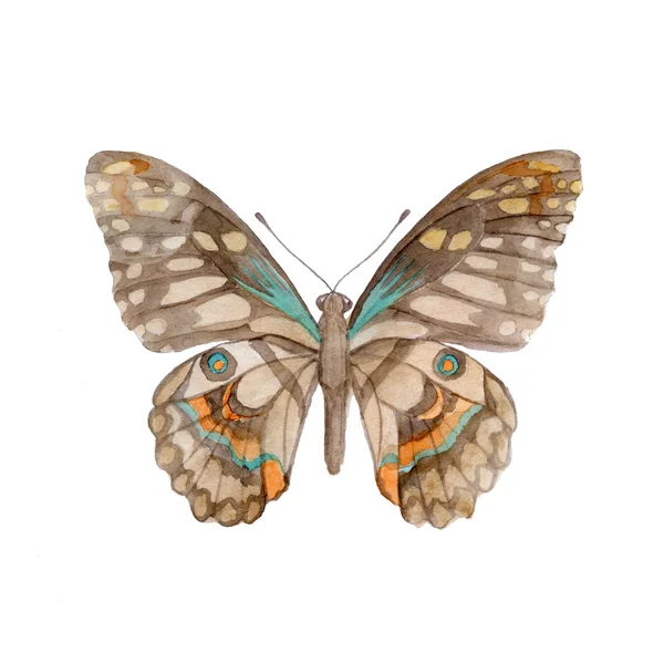 Ручная роспись акварель бабочка клипарт — стоковое фото