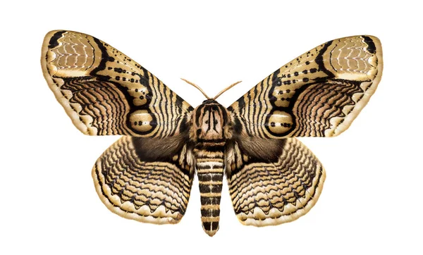 Брамея hearseyi бабочка — стоковое фото