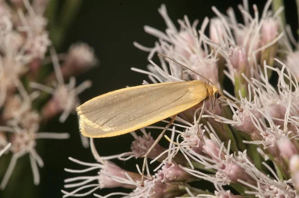 Buff Footman Moth Eilema Depressa Butterfly Flowers — стоковое фото