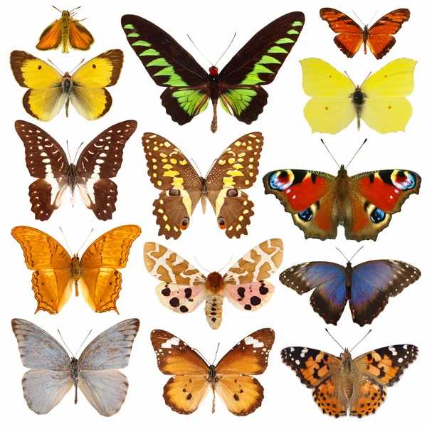 Бабочки — стоковое фото
