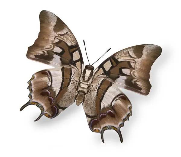 Яркая картинка бежевый тропических бабочек, изолированные на белом фоне — стоковое фото