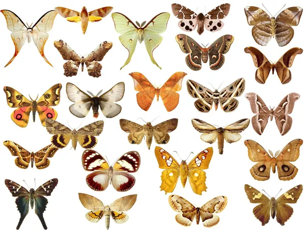 Коллекция цветных бабочек — стоковое фото