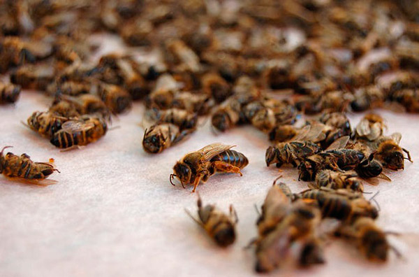 Погибают пчёлы - причины вымирания медоносных пчёл