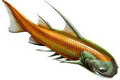 Еще древние рыбы имели ген, формирующий конечности