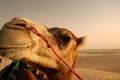 Ученые подозревают верблюдов в переносе коронавируса