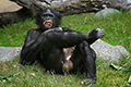 Ученые доказали, что шимпанзе совершают убийства не по вине человека